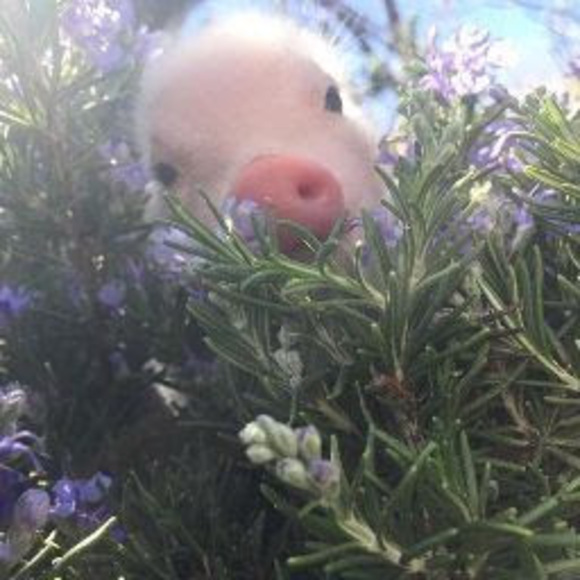 Meet your Posher, Genessa - Picture 1 of 1